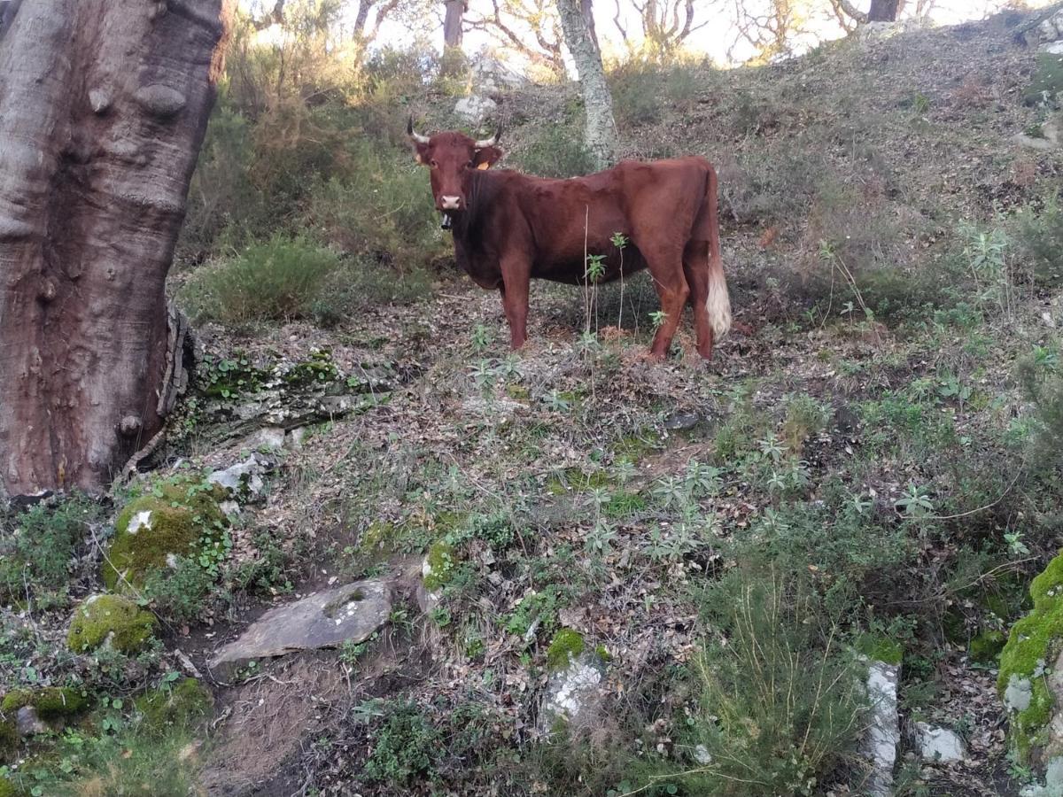 Apartamento Valle Del Guadiaro Cortes de la Frontera Zewnętrze zdjęcie